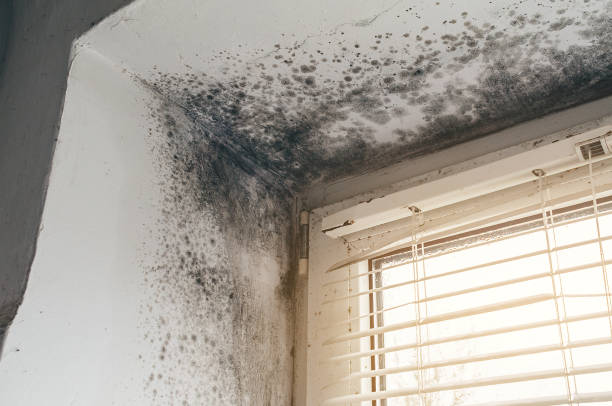 Affordable Attic Mold Remediation solutions in Middletown, VA